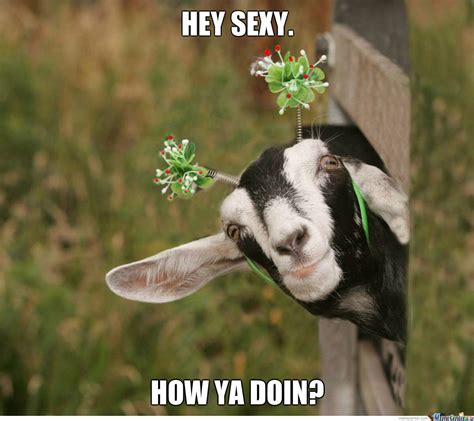 Goat Memes Hey Sexy How Ya Doin Picsmine
