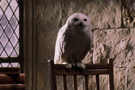 potter talk character profile hedwig