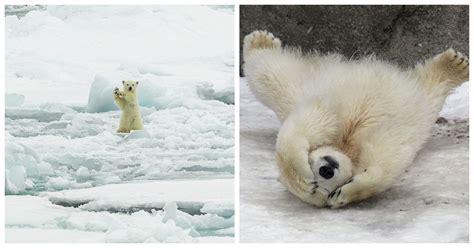 adorable   baby polar bears   melt  heart