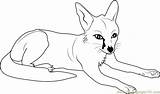 Fox Coloring Fennec Pages Relaxing Color Designlooter Drawings 27kb 471px Coloringpages101 sketch template