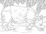 Rinoceronte Rhino Ausmalbild Panzernashorn Indiano Fofo Rhinoceros Nashorn Colorironline sketch template