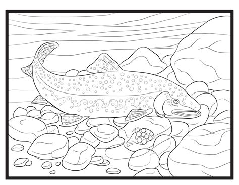 trout single coloring page instant  etsy