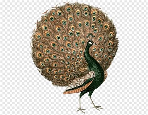 Vintage Peacock Feather Clipart 10 Free Cliparts