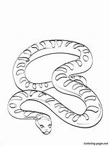 Anaconda Getdrawings Anakonda 1coloring sketch template