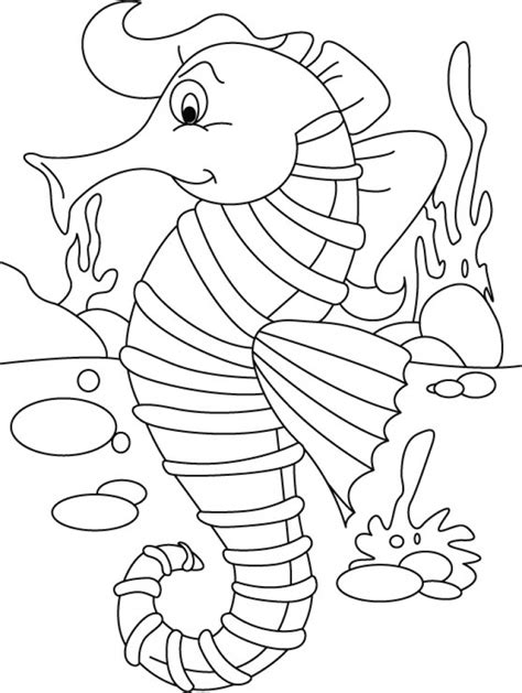 printable seahorse coloring pages everfreecoloringcom