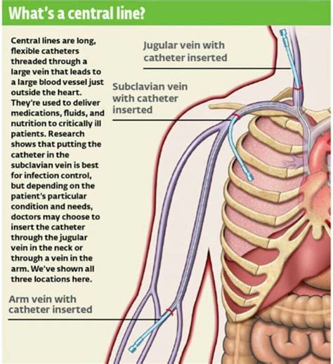 anatomy   human body  major organs
