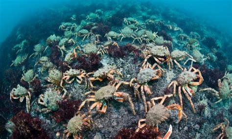spider crabs swarm cornish beaches as sea temperatures rise wildlife