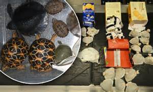 2 japanese men arrested for smuggling live turtles into us