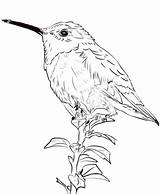 Hummingbird Coloring Pages Allen Realistic Hummingbirds Drawing Categories Coloringbay sketch template