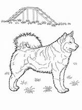 Husky Dog sketch template