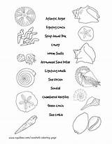 Coloring Seashell Shells Pages Identification Seashells Beach Sea Worksheet Names Kids Florida Shell Matching Drawing Sheets Conch Ocean Crafts Worksheets sketch template