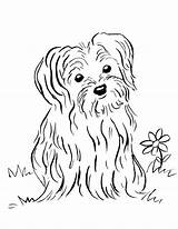 Maltese Yorkie Getcolorings Puppy2 Gonnafly sketch template