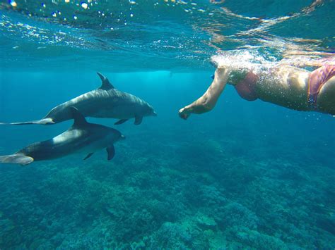 elite delfin ausflug delfin schwimmen hurghada sunfun reisen