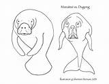 Dugongs sketch template