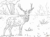 Coloring Pages Elk Printable Mountain Rocky Deer Caribou Adults Color Kids Clipart Getcolorings Library Moose Online Sheet Book Print Animal sketch template