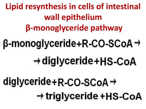 Lipid Metabolism презентация онлайн