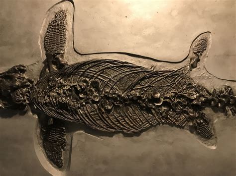 realistic replica prone ichthyosaur communis fossil replica fossils