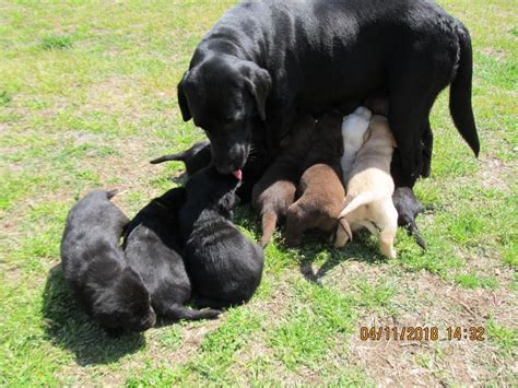 woods ferry labrador all of our puppies both male and