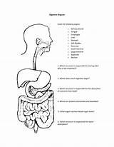 Digestive Respiratory Worksheeto Labeling sketch template