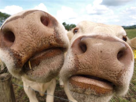 twee koeien snuit tegen snuit digifoto pro