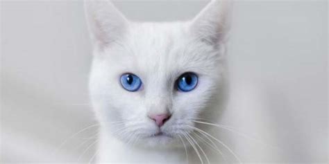 White Cat Names 75 Awesome Names For Your White Cat