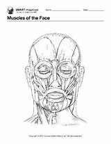 Muscles Face Coloring Book Facial Anatomy Muscle Pages Human Drawing Colour Drawings Medical Bones Ebsco sketch template