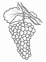 Vineyard Grapes sketch template