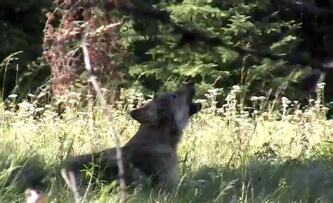 white wolf oregon agency posts video  wolf pup howling video