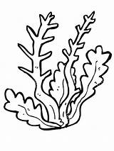 Seaweed Coloring Sea Pages Plants Ocean Cartoon Clip Coral Algae Clipart Drawing Grass Outline Print Printable Kids Color Drawings Vector sketch template
