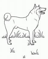 Samoyed Husky sketch template
