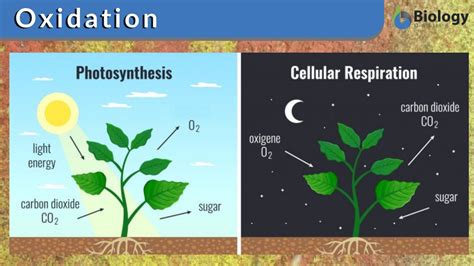 oxidation definition  examples biology  dictionary