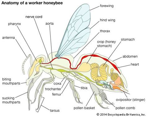 honeybee insect