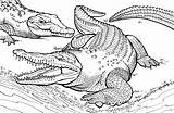 Crocodile Coloring Pages Printable Alligator Kids sketch template