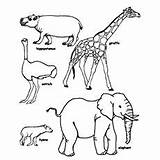 Animals Coloring Elephant Giraffe Wild Animal Pages Printable Drawing Colouring Kids Momjunction Life Zoo Savannah Getdrawings Realistic Color Book Drawings sketch template