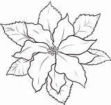 Poinsettia Coloring Draw Outline Sketch Color National Clipart Clip Luna Library Kids Popular Colorluna sketch template