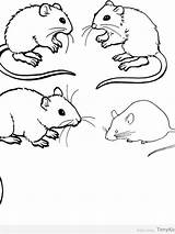Coloring Pages Rodent Getcolorings sketch template