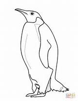 Coloring Penguin Pages Printable Penguins Gif sketch template