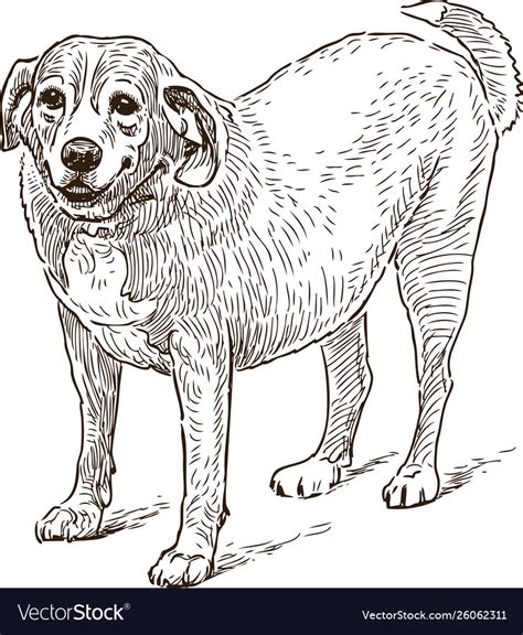 guard dog sketch royalty  vector image vectorstock