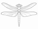 Dragonfly Coloring Printable Pages Categories sketch template