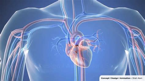 cardiac catheterization 3d animation 1080p youtube