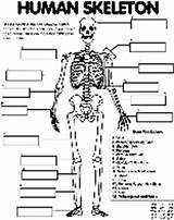 Coloring Skeleton Human Pages Crayola sketch template