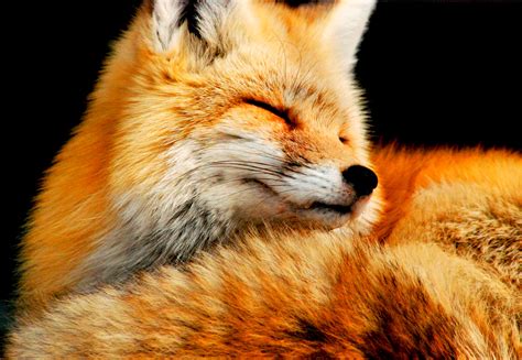 animal fox wallpaper