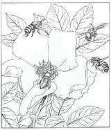 Coloring Pollination Pages Designlooter 614px 13kb Bee Honey sketch template
