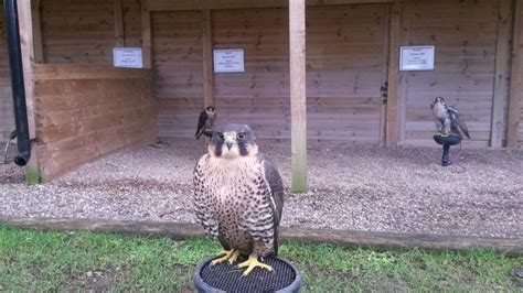falconry centre day    kids