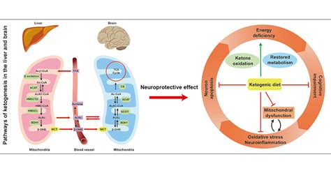 ketogenic diet  neonatal hypoxicischemic encephalopathy acs