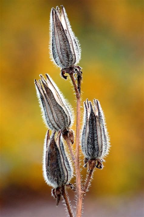 seed pods  yellow planting seeds planting flowers seed pots plant fungus natural forms