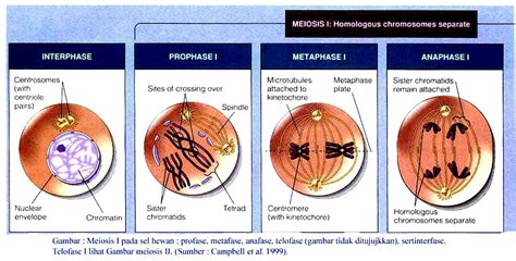 tahap pembelahan sel secara meiosis pembelahan reduktif de biology