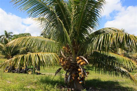 coconut tree varieties  grow   garden  backyard