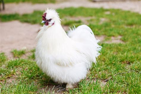 10 List Of Fancy Chicken Breeds Which Suitable For Your Backyard Hobi