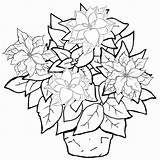 Coloring Poinsettia Pot Plant Pages sketch template